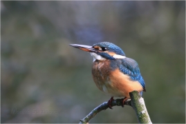 <p>LEDŇÁČEK ŘÍČNÍ (Alcedo attis) Šluknovsko - Jiříkov /Common kingfisher - Eisvogel/</p>